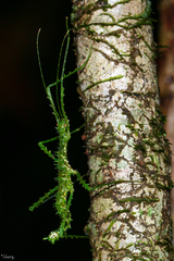 Parastheneboea monticola