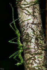 Parastheneboea monticola