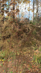 Eupatorium capillifolium