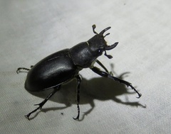 Lucanus mazama