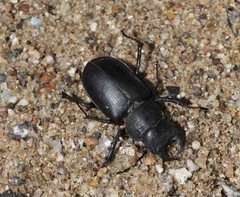 Lucanus mazama
