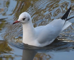Chroicocephalus ridibundus