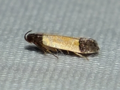 Anacampsis coverdalella