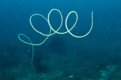 Cirrhipathes rumphii