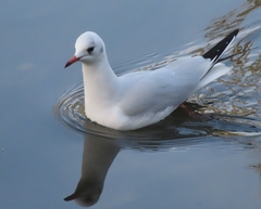 Chroicocephalus ridibundus