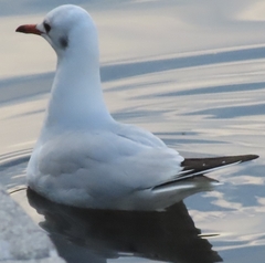 Chroicocephalus ridibundus