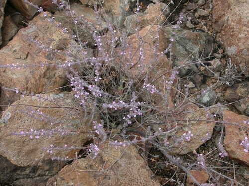 Micromeria canariensis subsp. meridialis image