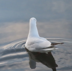 Chroicocephalus ridibundus