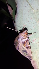 Calyptis idonea