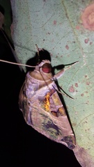 Calyptis idonea