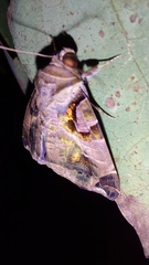 Calyptis idonea