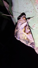 Calyptis idonea