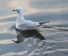 Chroicocephalus ridibundus