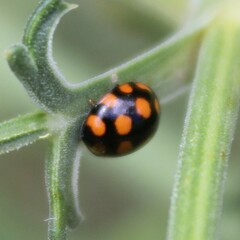 Coccinula quatuordecimpustulata