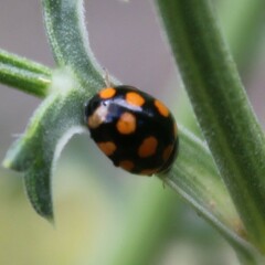 Coccinula quatuordecimpustulata