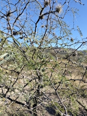 Prosopis laevigata
