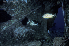Lactophrys bicaudalis