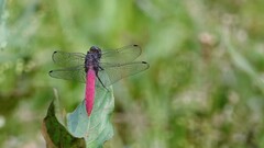 Orthetrum pruinosum