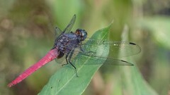 Orthetrum pruinosum
