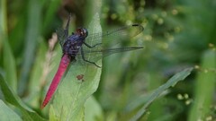 Orthetrum pruinosum