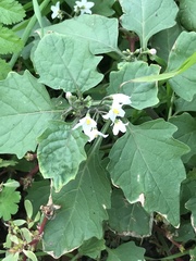 Solanum nigrum