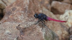 Orthetrum pruinosum