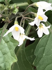 Solanum nigrum