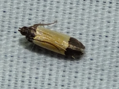 Anacampsis coverdalella