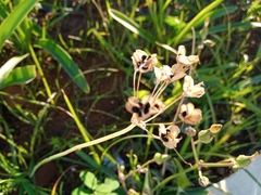 Angiospermae