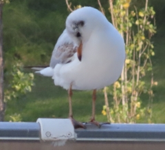 Chroicocephalus ridibundus