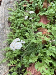 Achillea millefolium