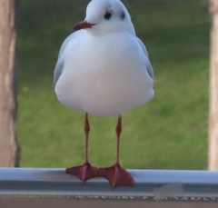 Chroicocephalus ridibundus