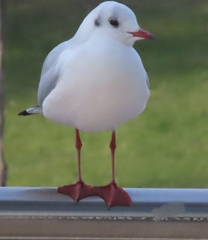 Chroicocephalus ridibundus