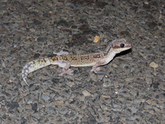 Oedura cincta