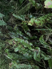 Asplenium scolopendrium scolopendrium