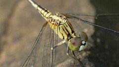 Diplacodes trivialis