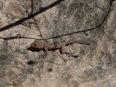 Ptyodactylus guttatus