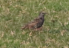 Sturnus vulgaris