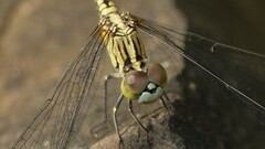 Diplacodes trivialis