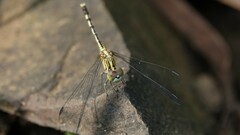 Diplacodes trivialis