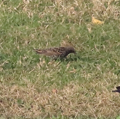 Sturnus vulgaris