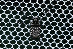 Anthribidae