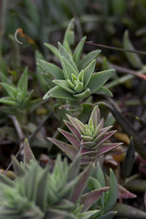 Crassula capitella thyrsiflora