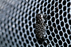 Anthribidae