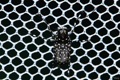 Anthribidae