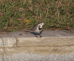 Motacilla alba