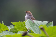 Cisticola chubbi