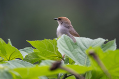 Cisticola chubbi