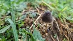 Mycena leptocephala