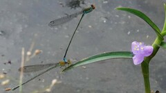 Pseudagrion rubriceps